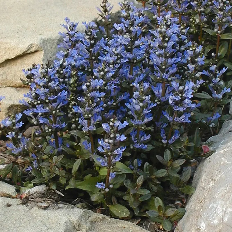 Ajuga 'Chocolate Chip' – Dense Bronze-Groundcover with Spikes of True Blue Flowers