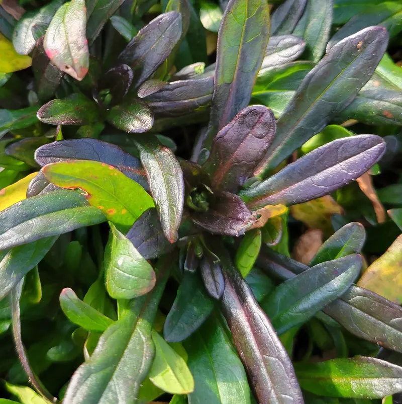 Ajuga 'Chocolate Chip' – Dense Bronze-Groundcover with Spikes of True Blue Flowers 2