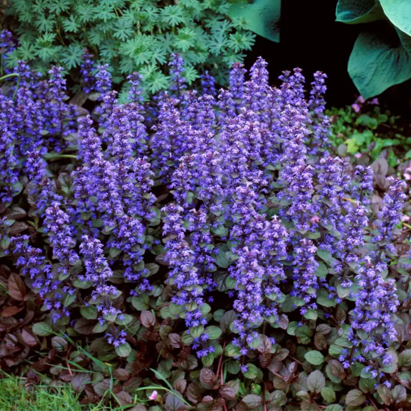 Ajuga 'Chocolate Chip' – Dense Bronze-Groundcover with Spikes of True Blue Flowers