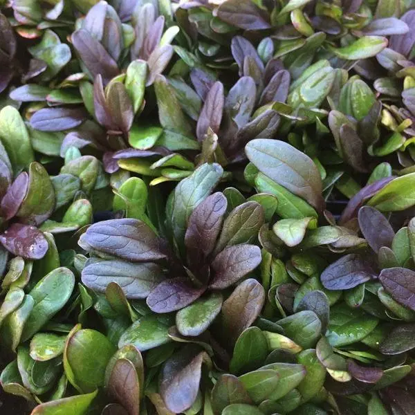 Ajuga 'Chocolate Chip' – Dense Bronze-Groundcover with Spikes of True Blue Flowers