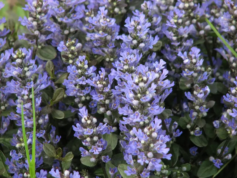 Ajuga 'Chocolate Chip' – Dense Bronze-Groundcover with Spikes of True Blue Flowers