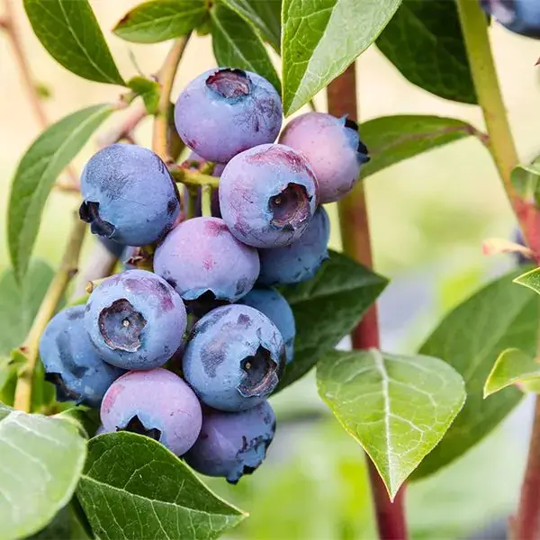 Blue Crop Blueberry Bush – Mid-Season Commercial Blueberry Variety 2