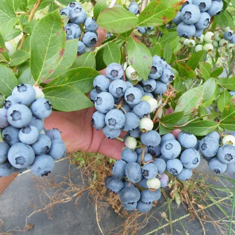 Blue Gold Blueberry Shrub – Cold-Tolerant Blueberry Cultivar 2