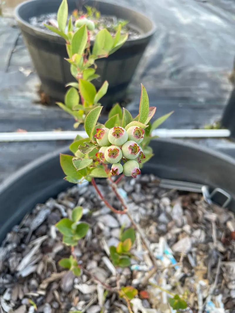 Blue Gold Blueberry Shrub – Cold-Tolerant Blueberry Cultivar