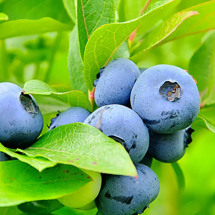 Blue Gold Blueberry Shrub – Cold-Tolerant Blueberry Cultivar