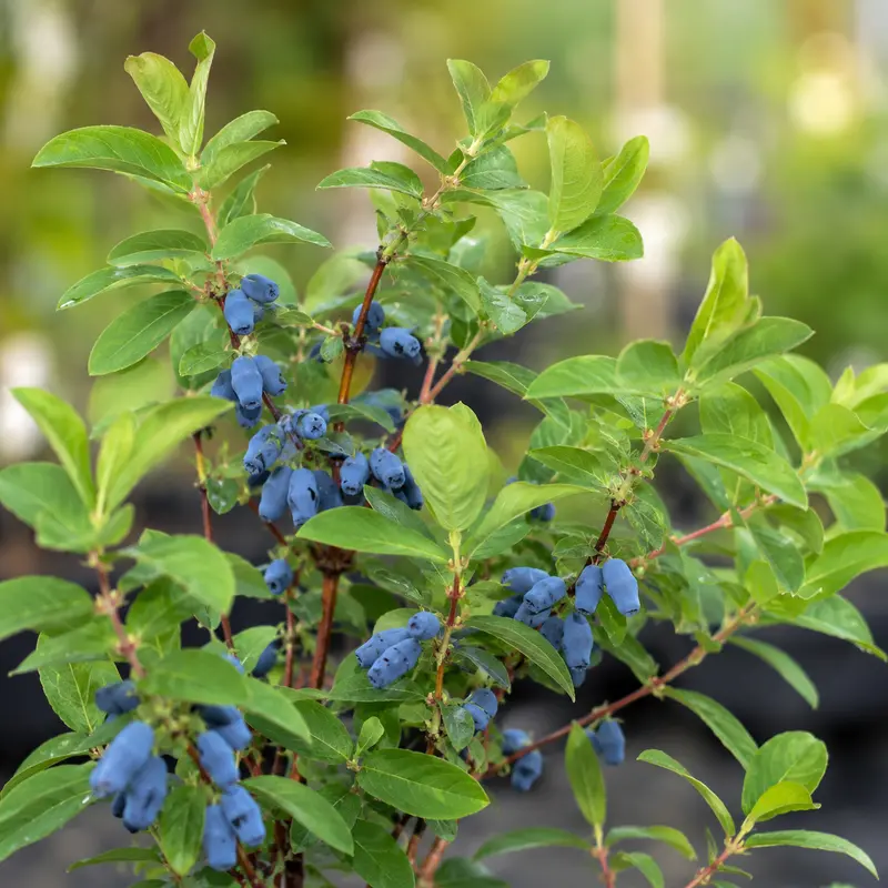 Boreal Blizzard Haskap Honeyberry – Cold-Adapted Blue-Violet Berry with Tangy-Sweet Flavor