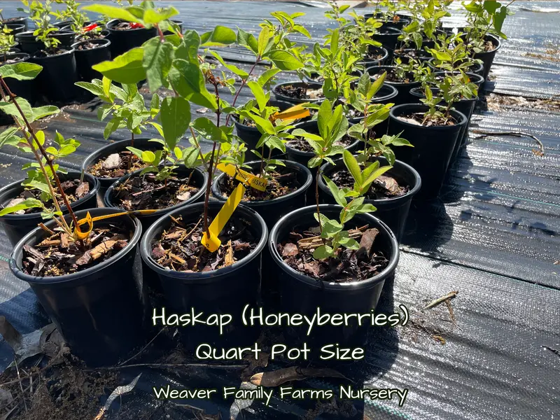 Boreal Blizzard Haskap Honeyberry – Cold-Adapted Blue-Violet Berry with Tangy-Sweet Flavor 2