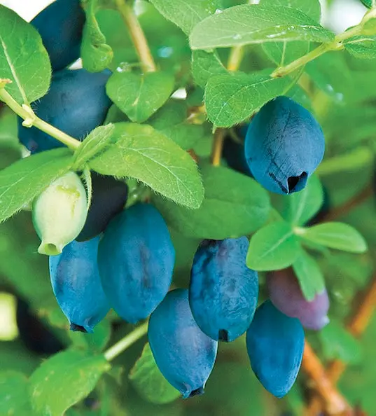 Boreal Blizzard Haskap Honeyberry – Cold-Adapted Blue-Violet Berry with Tangy-Sweet Flavor