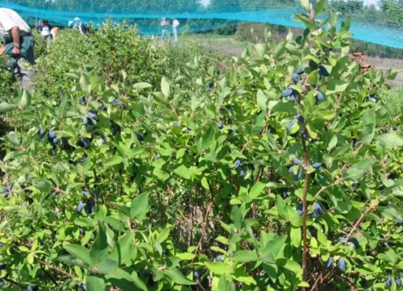 Boreal Blizzard Haskap Honeyberry – Cold-Adapted Blue-Violet Berry with Tangy-Sweet Flavor