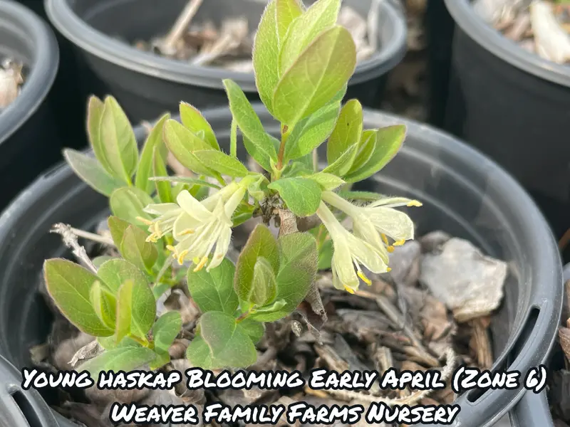 Boreal Blizzard Haskap Honeyberry – Cold-Adapted Blue-Violet Berry with Tangy-Sweet Flavor