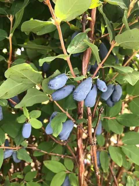 Boreal Blizzard Haskap Honeyberry – Cold-Adapted Blue-Violet Berry with Tangy-Sweet Flavor