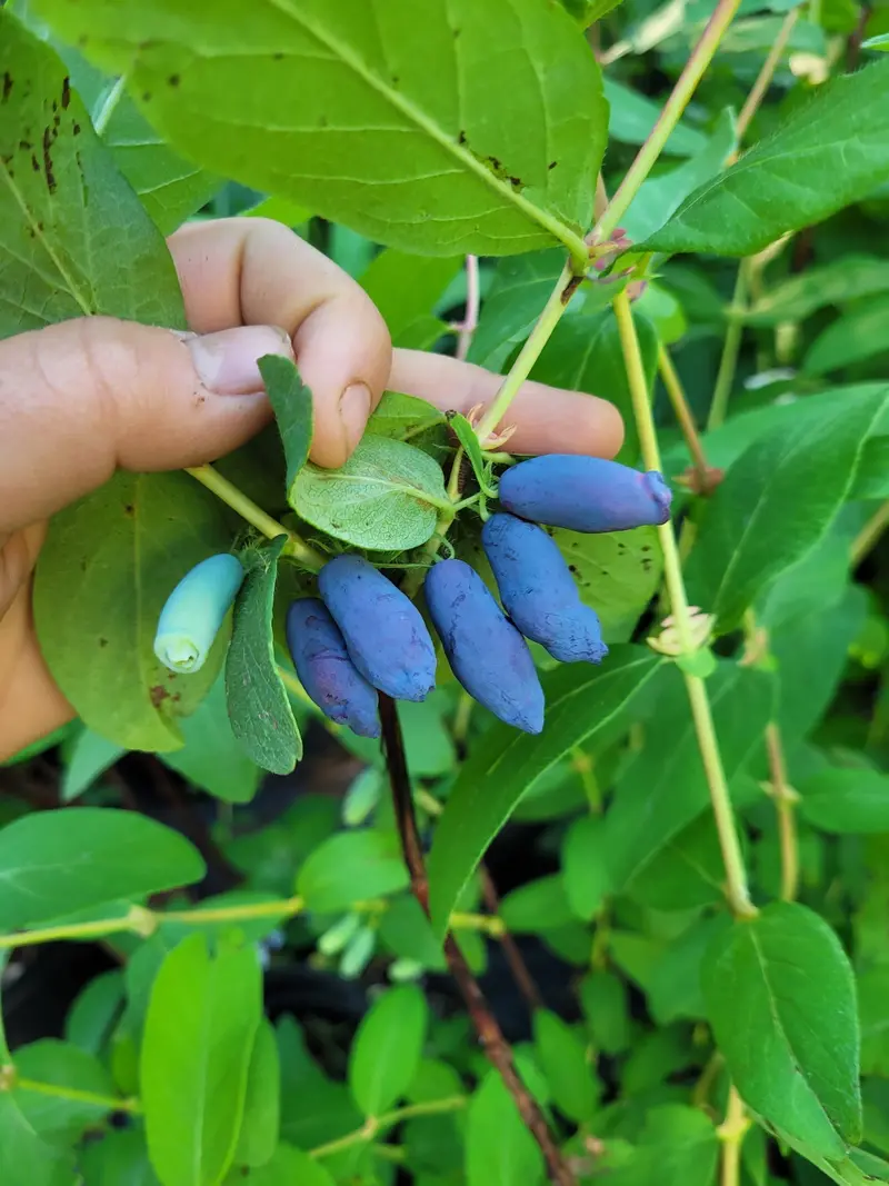 Boreal Blizzard Haskap Honeyberry – Cold-Adapted Blue-Violet Berry with Tangy-Sweet Flavor