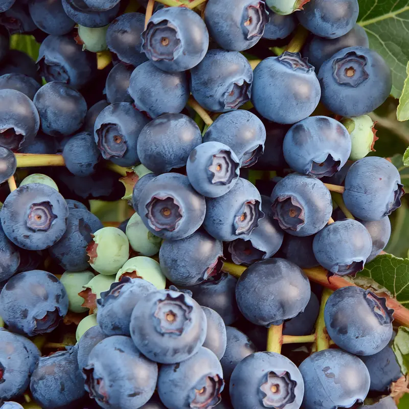 Duke Blueberry Bush – High-Yielding Early-Season Blueberry Ideal for Home Gardens