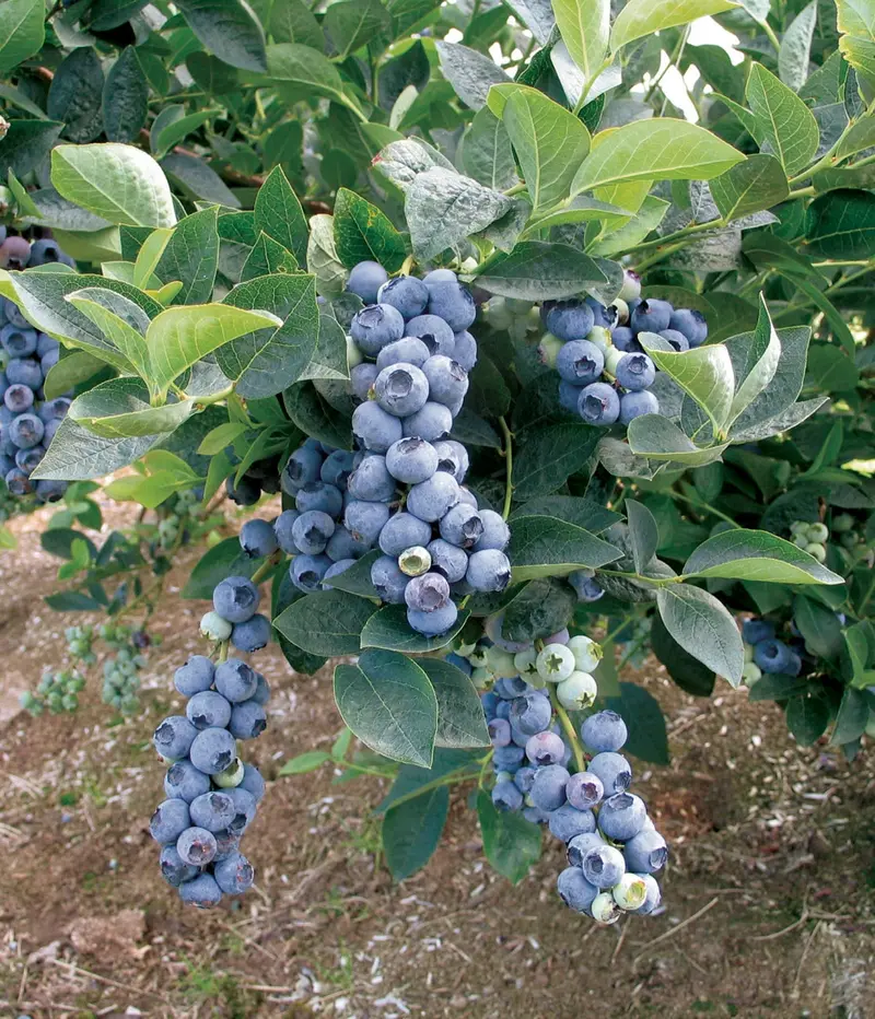 Duke Blueberry Bush – High-Yielding Early-Season Blueberry Ideal for Home Gardens