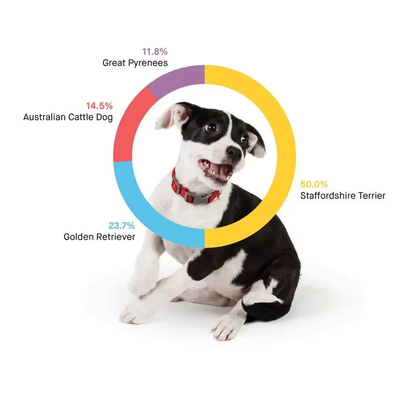 Embark Canine DNA Test — Comprehensive Breed, Ancestry, and Health Analysis Kit