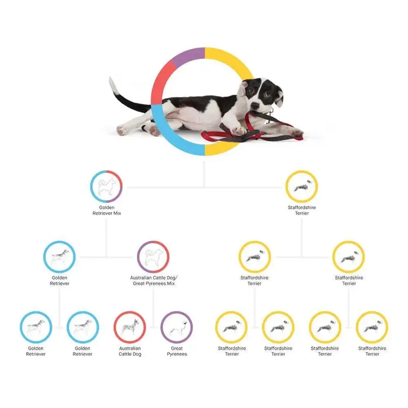 Embark Canine DNA Test — Comprehensive Breed, Ancestry, and Health Analysis Kit