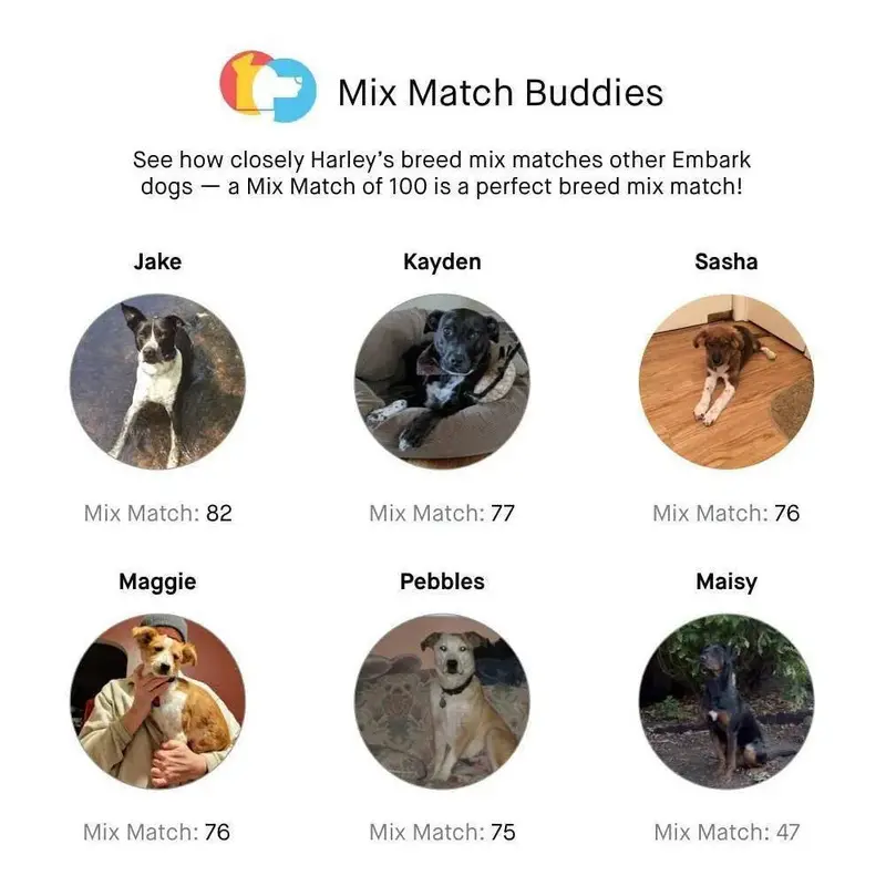 Embark Canine DNA Test — Comprehensive Breed, Ancestry, and Health Analysis Kit