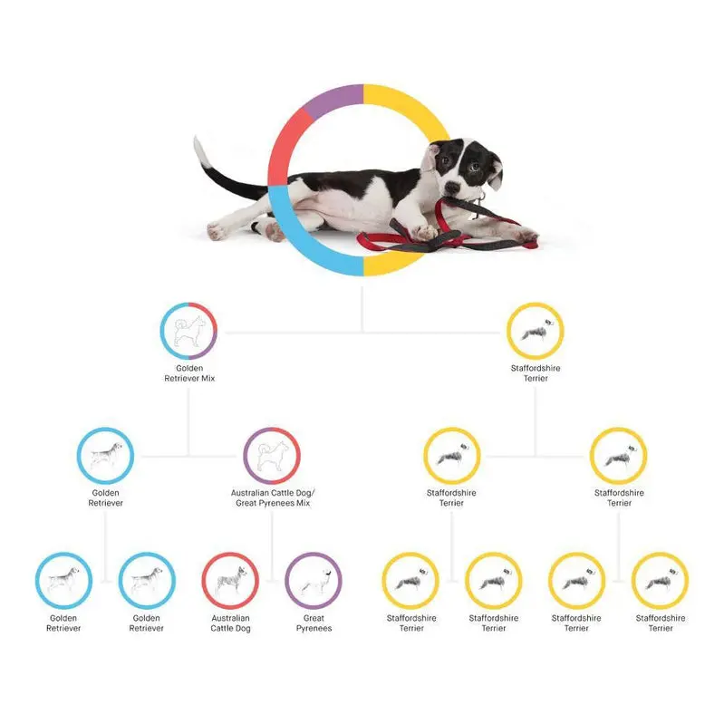 Embark Premium Dog DNA Test Kit – Accurate Breed Composition Analysis & Proactive Genetic Health Screening