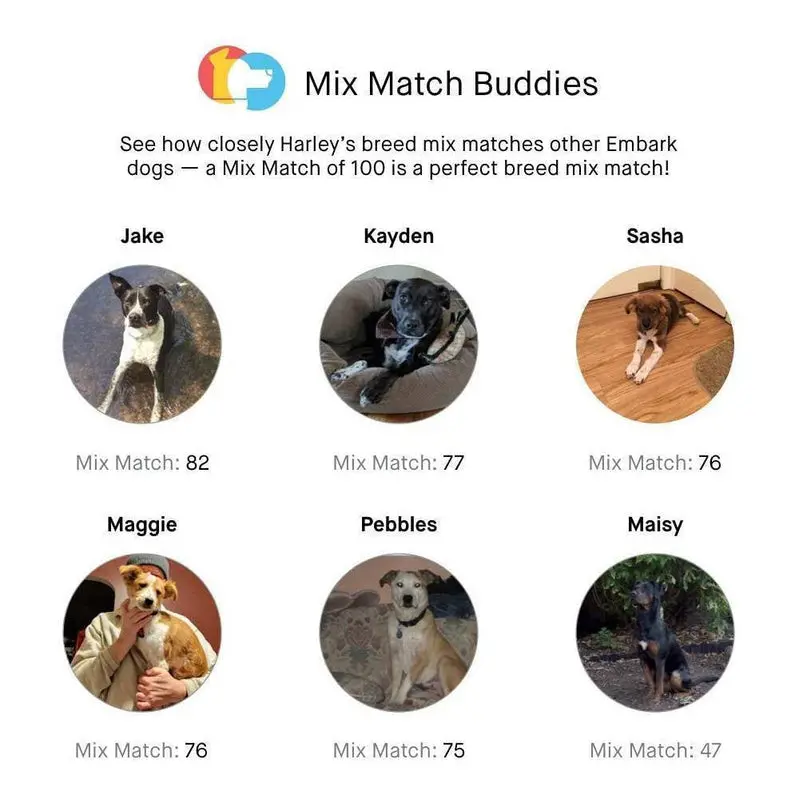 Embark Premium Dog DNA Test Kit – Accurate Breed Composition Analysis & Proactive Genetic Health Screening