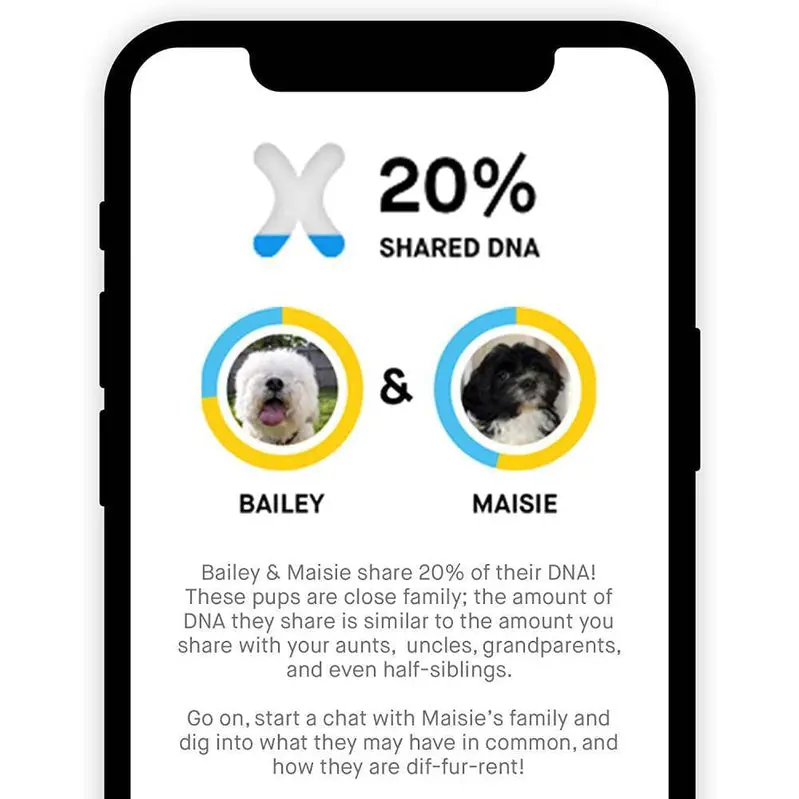 Embark Premium Dog DNA Test Kit – Accurate Breed Composition Analysis & Proactive Genetic Health Screening