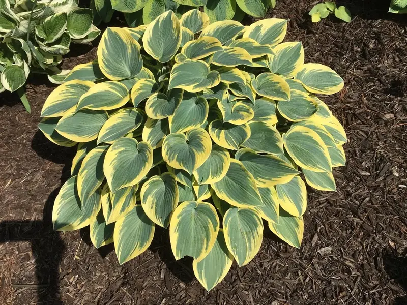 Hosta 'First Frost' – Striking Variegated Foliage in Blue-Green with Creamy Margins