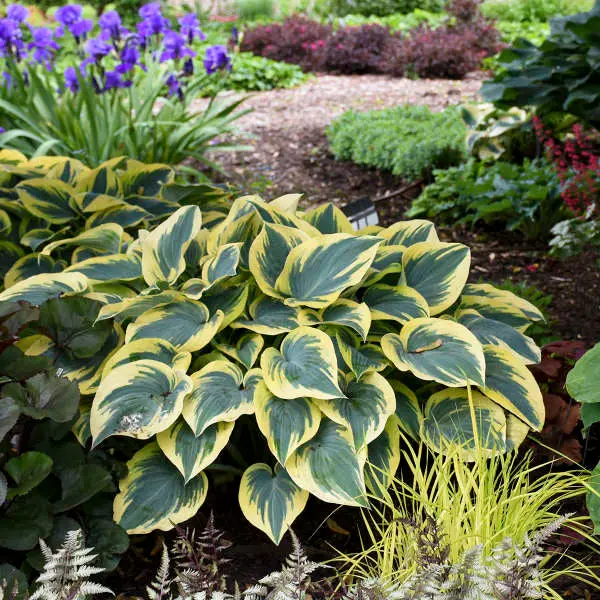 Hosta 'First Frost' – Striking Variegated Foliage in Blue-Green with Creamy Margins 2