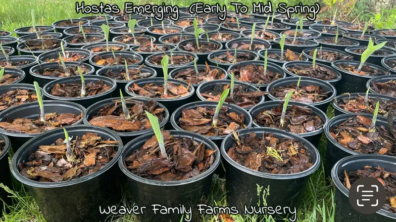 Hosta 'First Frost' – Striking Variegated Foliage in Blue-Green with Creamy Margins