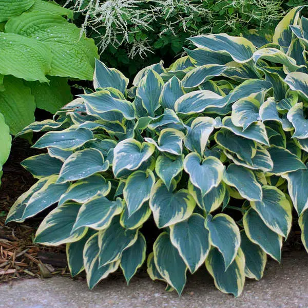 Hosta 'First Frost' – Striking Variegated Foliage in Blue-Green with Creamy Margins
