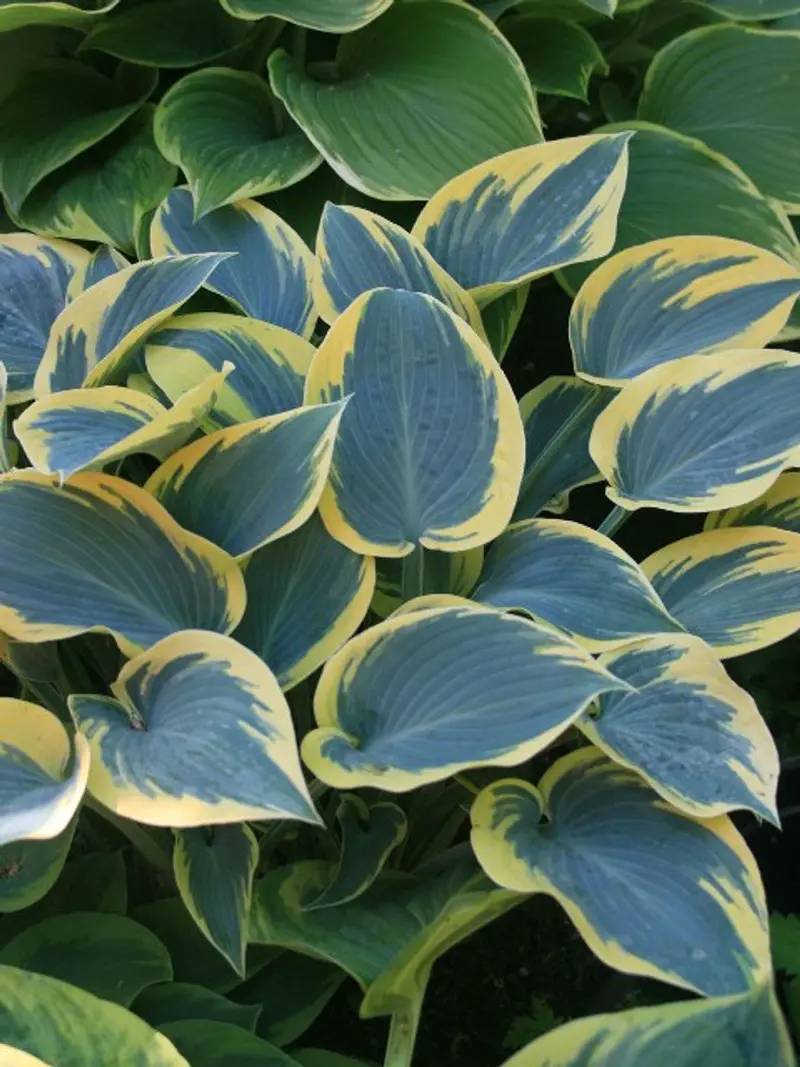 Hosta 'First Frost' – Striking Variegated Foliage in Blue-Green with Creamy Margins