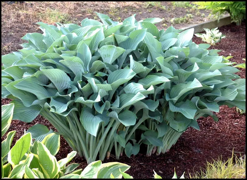 Hosta 'Krossa Regal' – Majestic Blue-Green Upright Perennial Ideal for Shady Landscapes