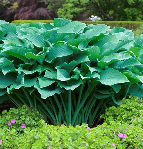 Hosta 'Krossa Regal' – Majestic Blue-Green Upright Perennial Ideal for Shady Landscapes 2