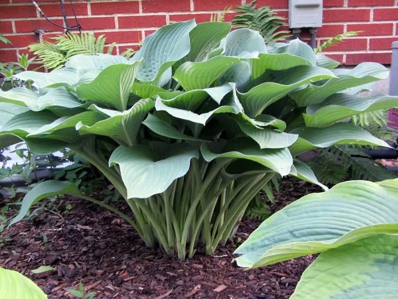 Hosta 'Krossa Regal' – Majestic Blue-Green Upright Perennial Ideal for Shady Landscapes