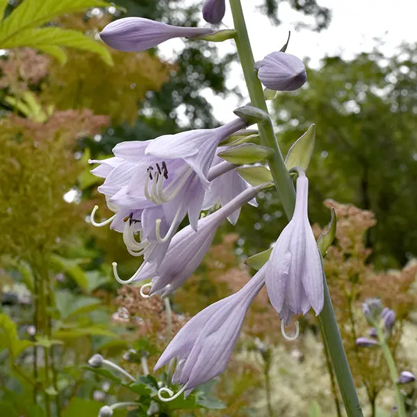 Hosta 'Krossa Regal' – Majestic Blue-Green Upright Perennial Ideal for Shady Landscapes