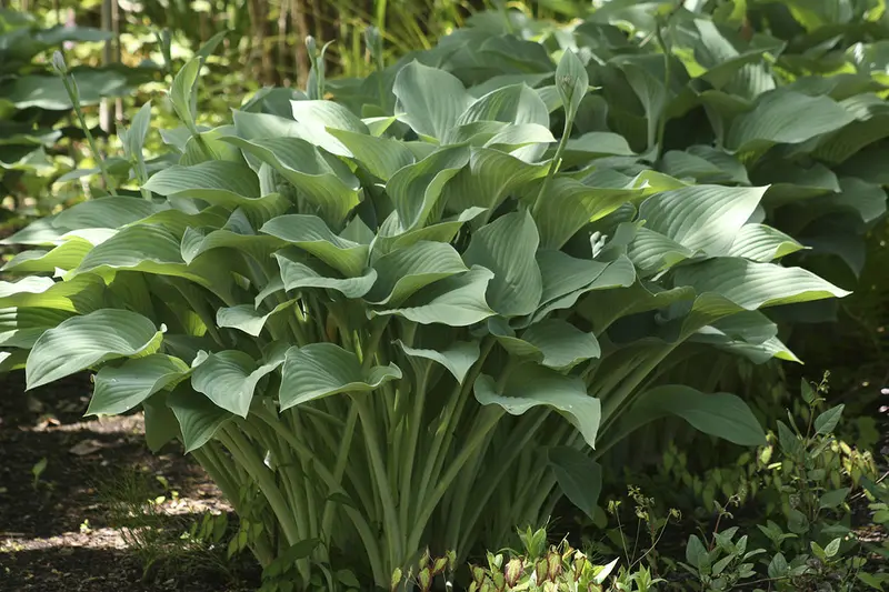Hosta 'Krossa Regal' – Majestic Blue-Green Upright Perennial Ideal for Shady Landscapes