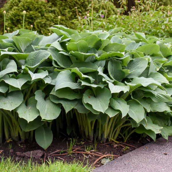 Hosta 'Krossa Regal' – Majestic Blue-Green Upright Perennial Ideal for Shady Landscapes