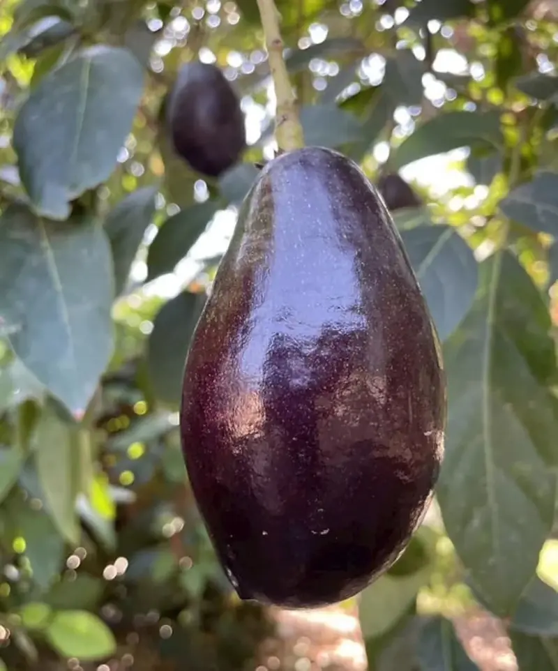 Mexicola Grande Grafted Avocado Tree – Cold-Tolerant, 2–4 Foot Specimen, Ships Across the U.S.