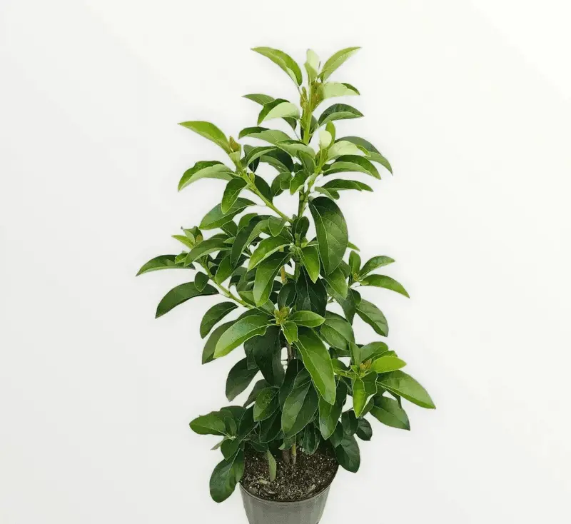 Mexicola Grande Grafted Avocado Tree – Cold-Tolerant, 2–4 Foot Specimen, Ships Across the U.S.