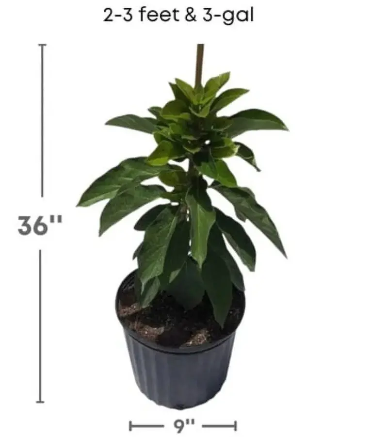 Mexicola Grande Grafted Avocado Tree – Cold-Tolerant, 2–4 Foot Specimen, Ships Across the U.S.