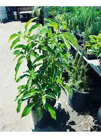 Mexicola Grande Grafted Avocado Tree – Cold-Tolerant, 2–4 Foot Specimen, Ships Across the U.S.