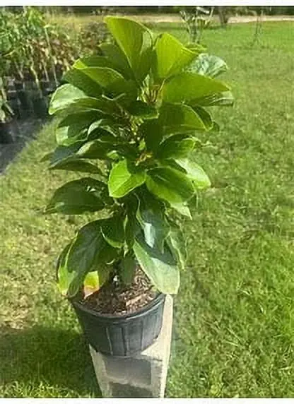 Mexicola Grande Grafted Avocado Tree – Cold-Tolerant, 2–4 Foot Specimen, Ships Across the U.S.
