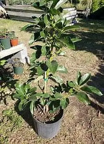 Mexicola Grande Grafted Avocado Tree – Cold-Tolerant, 2–4 Foot Specimen, Ships Across the U.S.