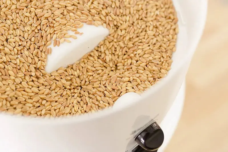 NutriMill Classic Grain Grinder – High-Torque Whole Grain Mill, Adjustable Consistency Settings, Robust Construction