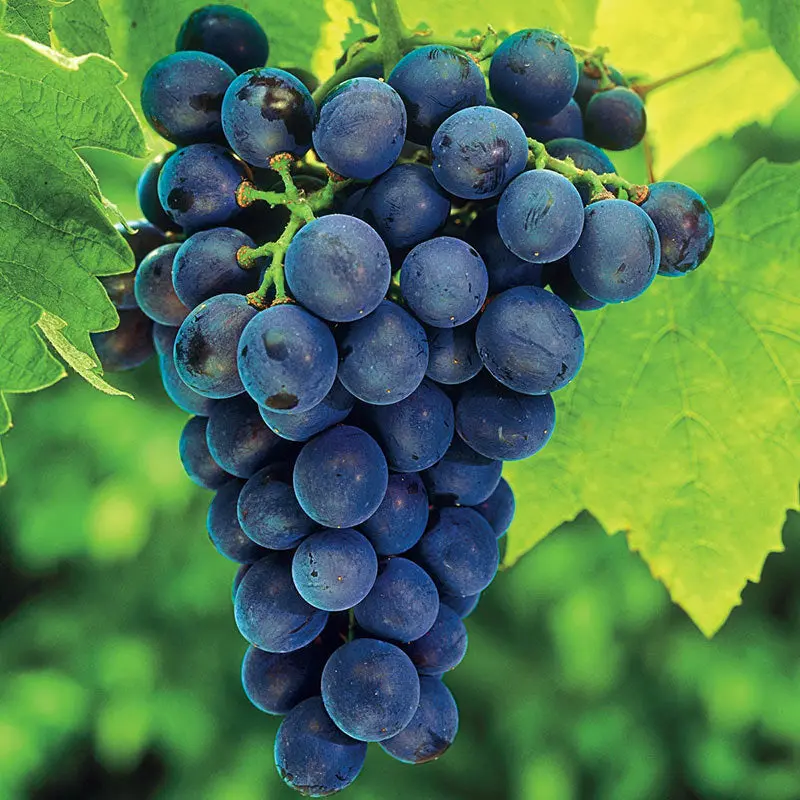 Seedless Concord Grape Vine – Sweet Blue Table Grape for Home Gardens