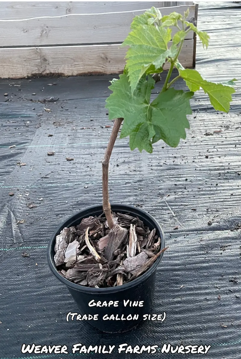 Seedless Concord Grape Vine – Sweet Blue Table Grape for Home Gardens 2