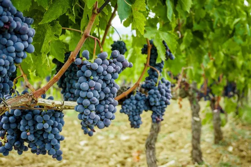 Seedless Concord Grape Vine – Sweet Blue Table Grape for Home Gardens
