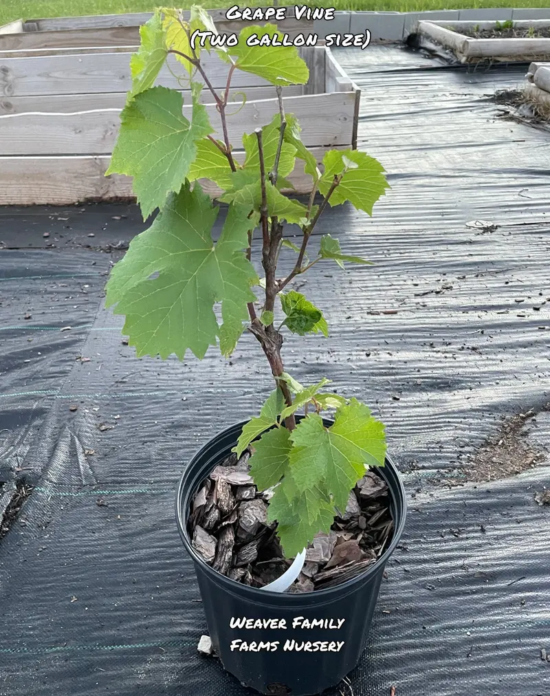 Seedless Concord Grape Vine – Sweet Blue Table Grape for Home Gardens