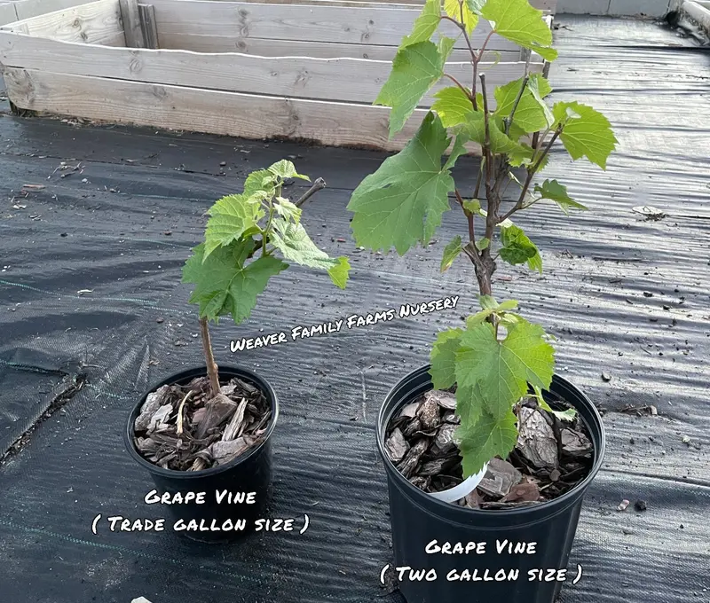 Seedless Concord Grape Vine – Sweet Blue Table Grape for Home Gardens
