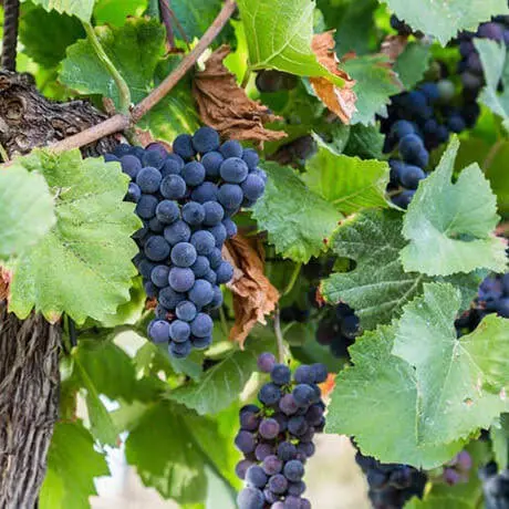 Seedless Concord Grape Vine – Sweet Blue Table Grape for Home Gardens