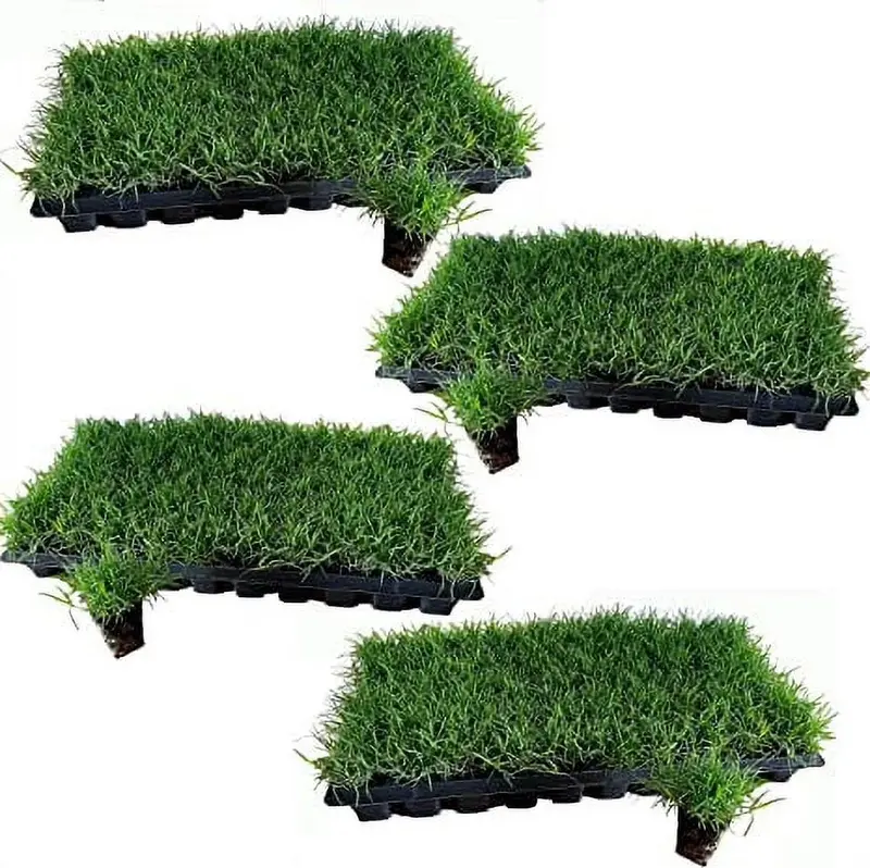 Tahoma 31 Bermuda Grass Sod Plugs – 200 Premium Large-Size Plugs for Rapid Lawn Establishment